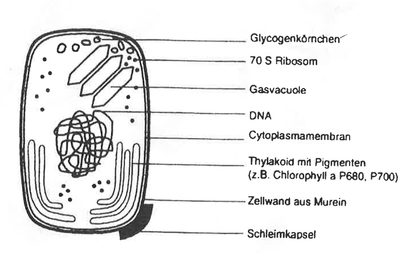 Schematische Bakterienzelle (Cyanobakterium) mit Beschriftungen von Zellwand, Membran, DNA, Ribosomen, Thylakoiden